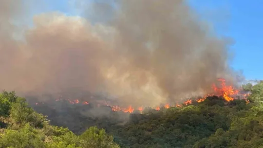 Kocaeli'de orman yangını çıktı