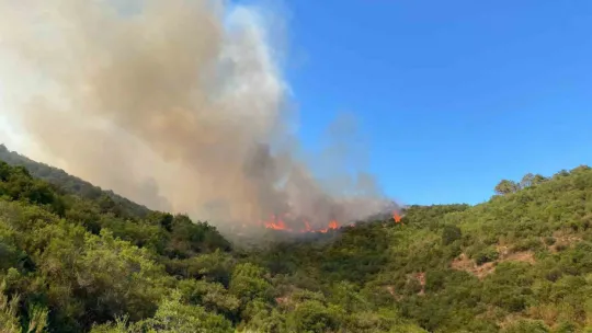 Kocaeli'de orman yangını çıktı