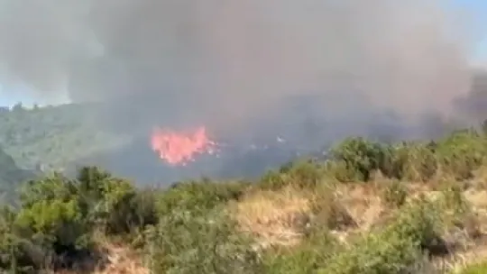 Kocaeli'de orman yangını çıktı