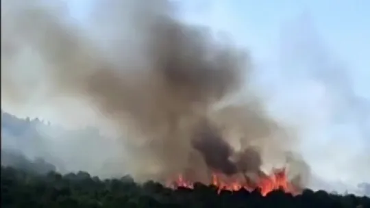 Kocaeli'de orman yangını çıktı