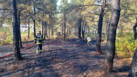 Kocaeli'de orman yangını