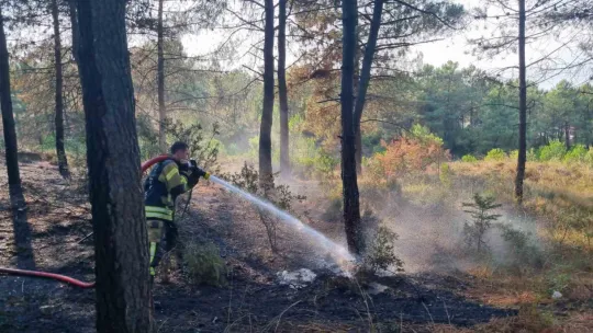 Kocaeli'de orman yangını