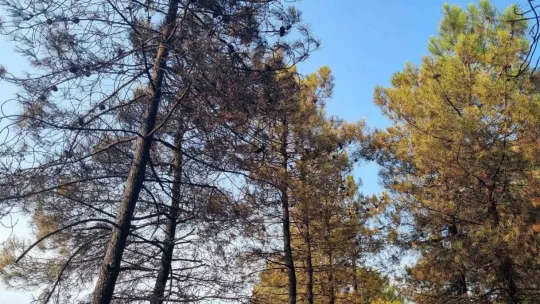 Kocaeli'de orman yangını