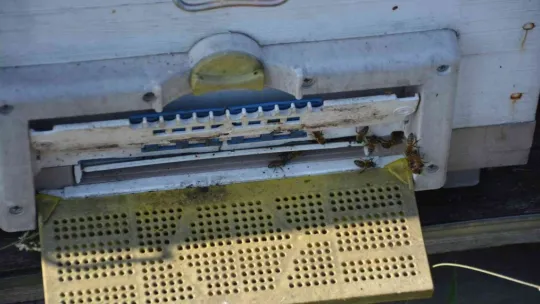 Kocaeli'de ormanlık alanda yangın çıktı