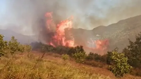 Kocaeli'de ormanlık alanda yangın çıktı