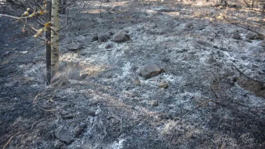 Kocaeli'de ormanlık alanda yangın çıktı