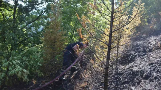 Kocaeli'de ormanlık alanda yangın çıktı
