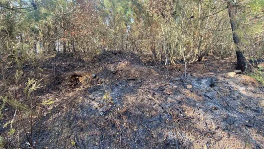 Kocaeli'de ormanlık alanda yangın çıktı