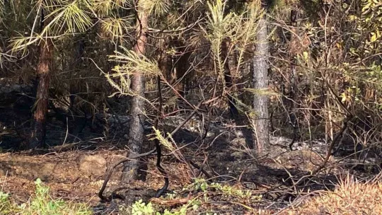 Kocaeli'de ormanlık alanda yangın çıktı