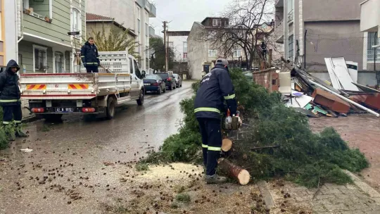 Kocaeli'de şiddetli rüzgar 12 metrelik ağacı devirdi: Yol trafiğe kapandı