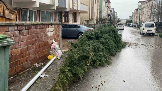 Kocaeli'de şiddetli rüzgar 12 metrelik ağacı devirdi: Yol trafiğe kapandı
