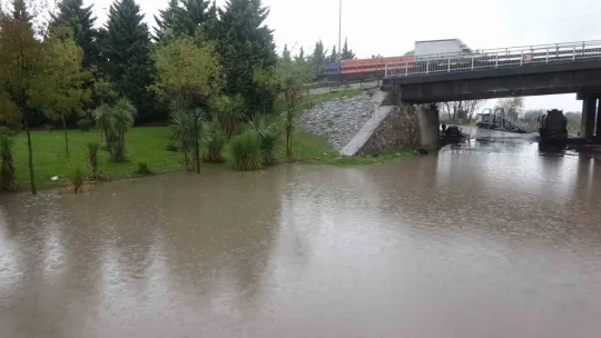 Kocaeli'de şiddetli rüzgar ağacı kökünden söktü