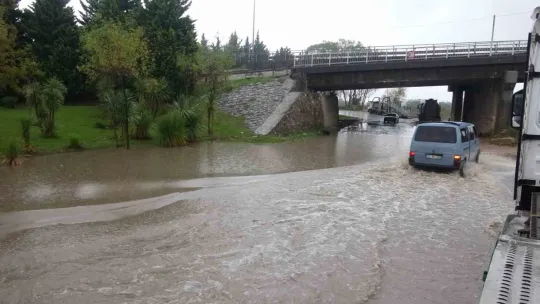 Kocaeli'de şiddetli rüzgar ağacı kökünden söktü