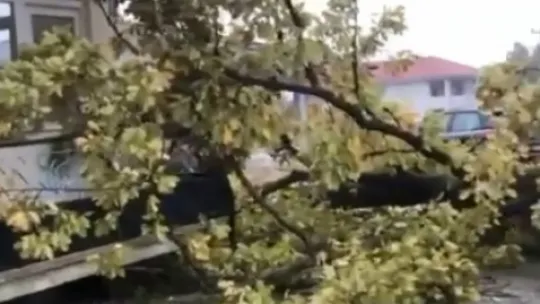 Kocaeli'de şiddetli rüzgar ağacı kökünden söktü