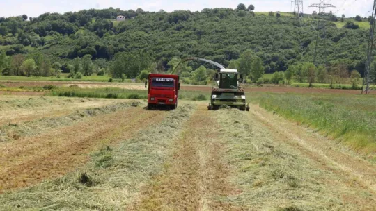 Kocaeli'de süt otu hasadı başladı