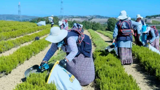 Kocaeli'de tıbbi ve aromatik bitki hasadı başladı