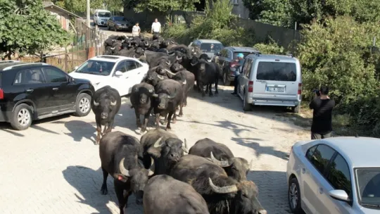 Kocaeli'de üreticilere damızlık manda boğası desteği