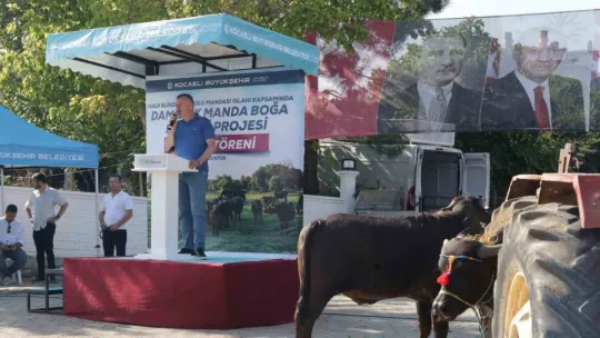 Kocaeli'de üreticilere damızlık manda boğası desteği