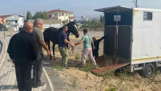 Kocaeli'de yakalanan başıboş at Tekirdağ'a gönderildi