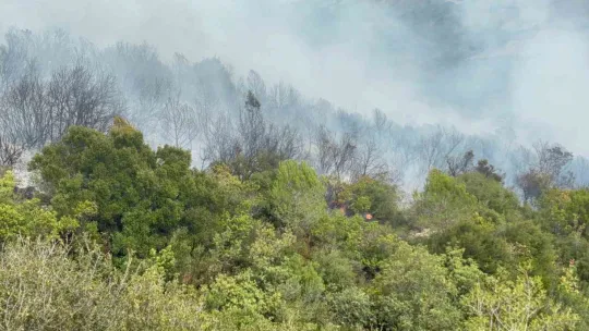 Kocaeli'deki orman yangınında son durum
