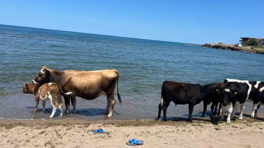 Kocaeli sahillerinde ineklerin deniz keyfi