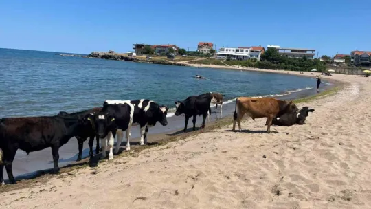 Kocaeli sahillerinde ineklerin deniz keyfi