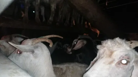 Kocaeli TEM'de feci kaza!