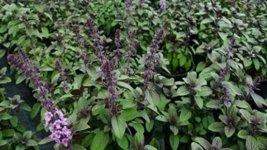 Kocaeli tıbbi aromatik bitkilerin merkezi olacak
