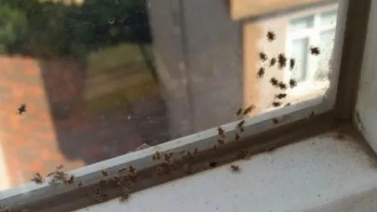 Kocaeli'de 3 ilçeyi böcekler istila etti!