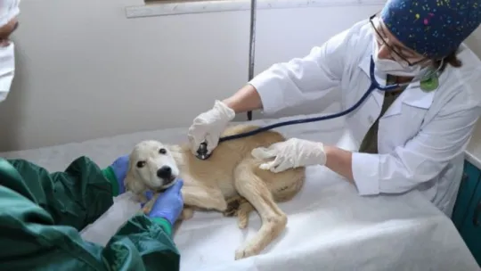 Kocaeli'de 81 ton mama şehrin belli noktalarına dağıtıldı