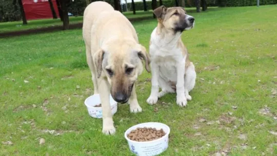 Kocaeli'de 81 ton mama şehrin belli noktalarına dağıtıldı