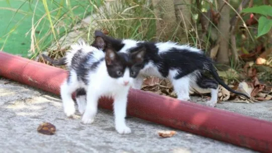 Kocaeli'de bitişik vaziyetteki 4 ev alevlere teslim oldu!