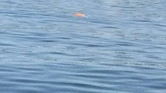 Kocaeli'de denizde erkek cesedi bulundu