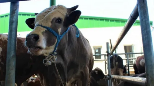 Kocaeli'de kurban pazarları sakin