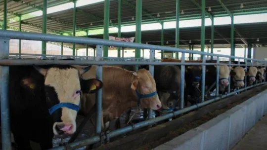 Kocaeli'de kurban pazarları sakin