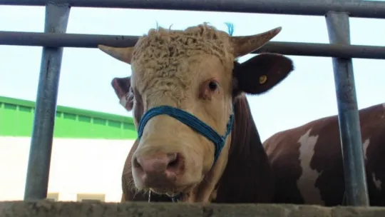 Kocaeli'de kurban pazarları sakin