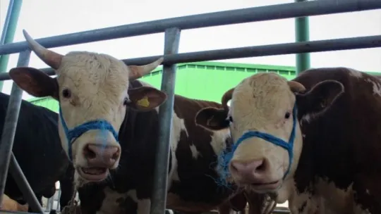 Kocaeli'de kurban pazarları sakin