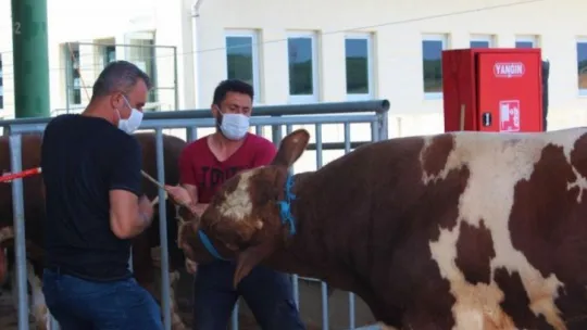 Kocaeli'de kurban pazarları sakin