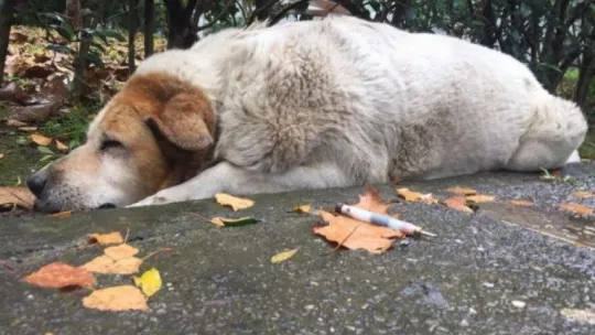 Kocaeli'de öldürülen köpeklerle ilgili belediyeden açıklama: