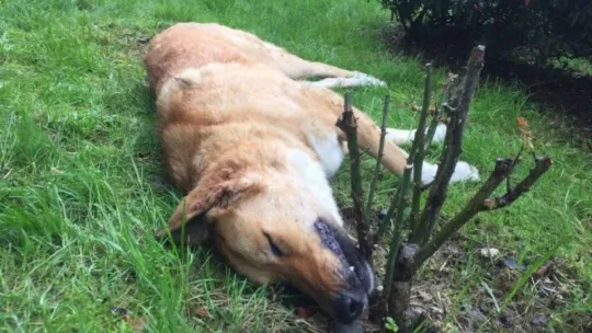 Kocaeli'de öldürülen köpeklerle ilgili belediyeden açıklama: