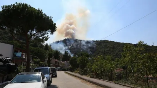 Kocaeli'de orman yangını!