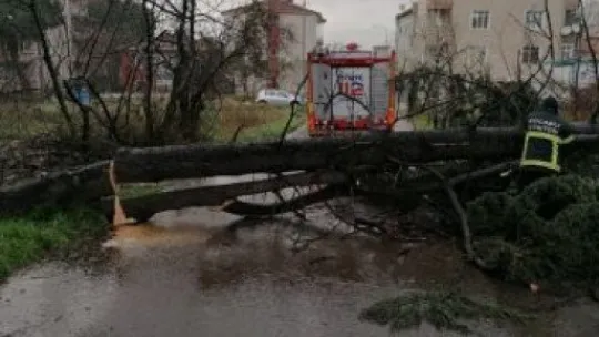Kocaeli'de şiddetli rüzgar ağacı devirdi!