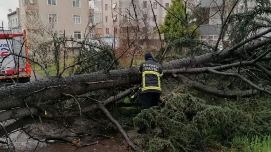 Kocaeli'de şiddetli rüzgar ağacı devirdi!