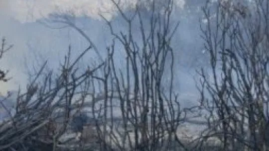 Kocaeli'de yanan iş makinesi ağaçlık alanı tutuşturdu!