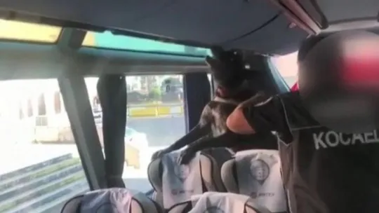 Kocaeli'de yolcu otobüsünden 30 kilo eroin çıktı!