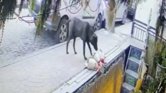 Kokina hırsızı sevimli köpek kameraya yakalandı