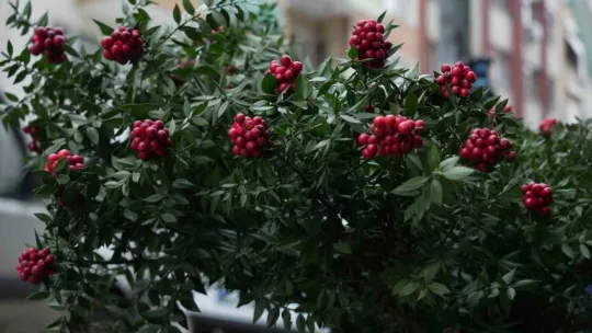 Kokina hırsızı sevimli köpek kameraya yakalandı