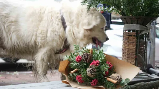 Kokina hırsızı sevimli köpek kameraya yakalandı
