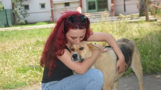 Köpeğe tekme iddiası ortalık karıştırdı: İki komşu birbirine girdi