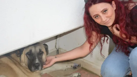 Köpeğe tekme iddiası ortalık karıştırdı: İki komşu birbirine girdi